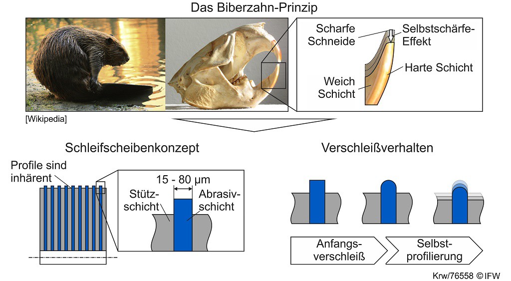 Abbildung 2: Das Biberzahn-Prinzip als Grundlage einer Schleifscheibe